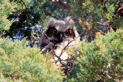 O Tis an Owlet Squeeeee!